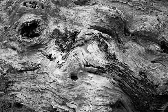 Closeup of Tree