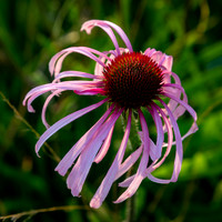 Purple Coneflower Lakeshore State Park 6.27.26