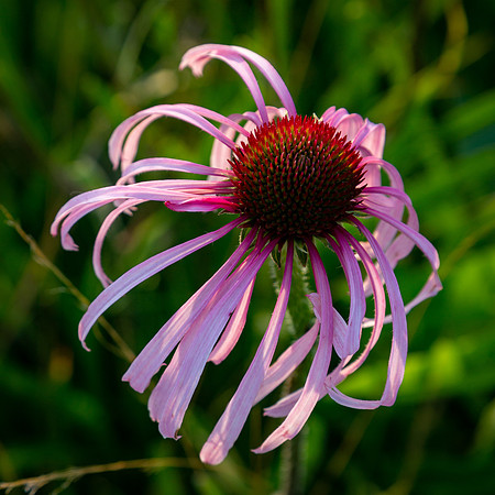 Purple Coneflower Lakeshore State Park 6.27.26