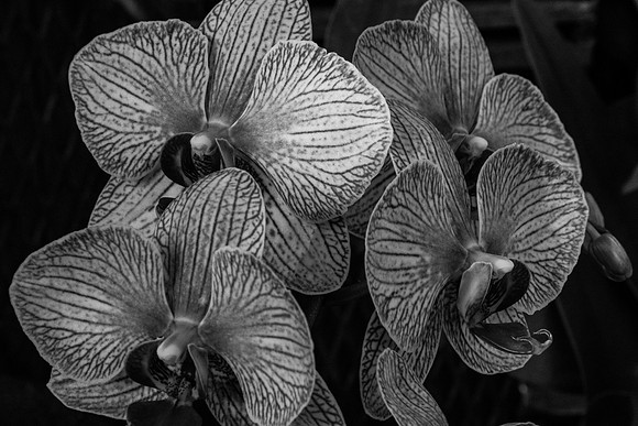 Orchids in Black and White