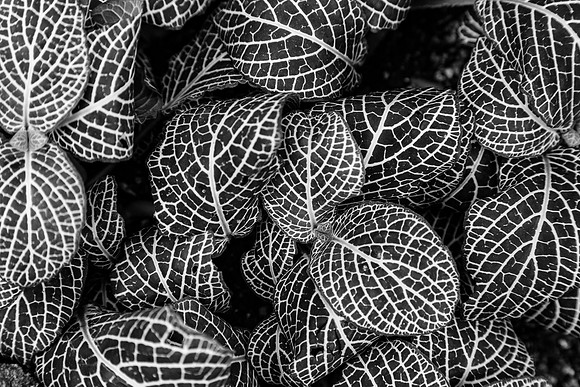 Closeup of Plant Leaves