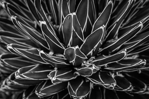 Desert Plant in Black and White