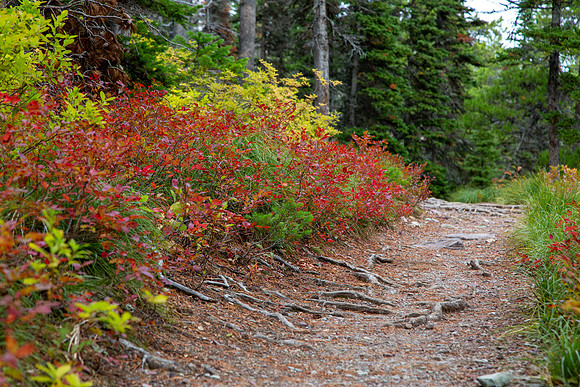 Two Medicine Lake Trail, Glacier National Park
