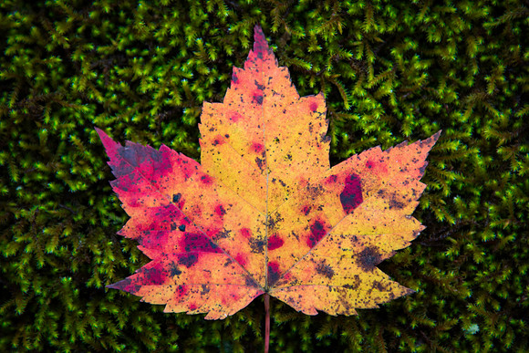 Autumn Maple Leaf