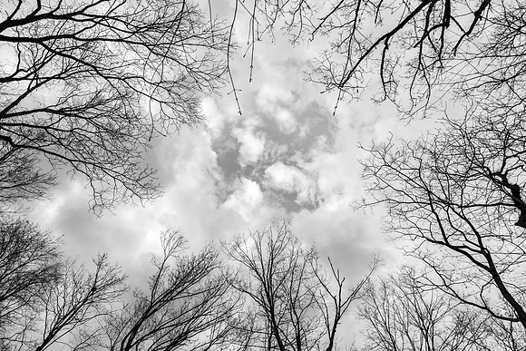 Clouds and trees