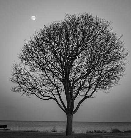 Milwaukee Lakefront Tree and Moon