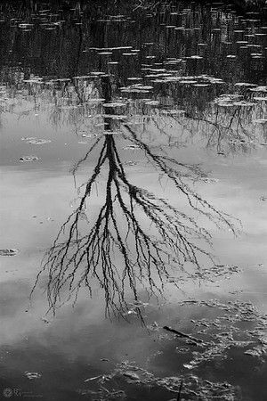 Tree Reflection on Water