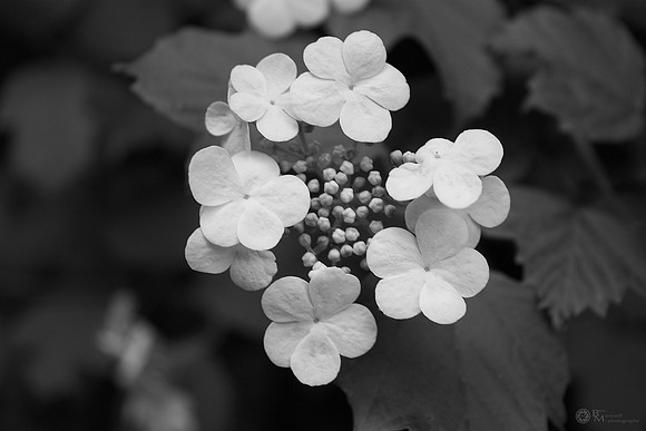 Closeup of White Flowers in Black and White