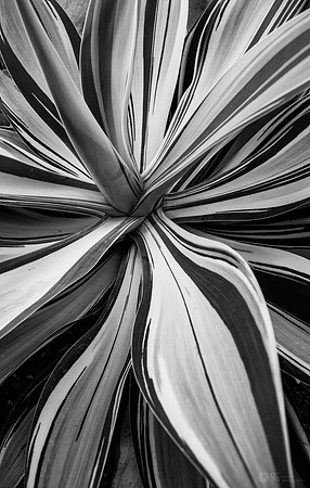 Agave Plant in Black and White