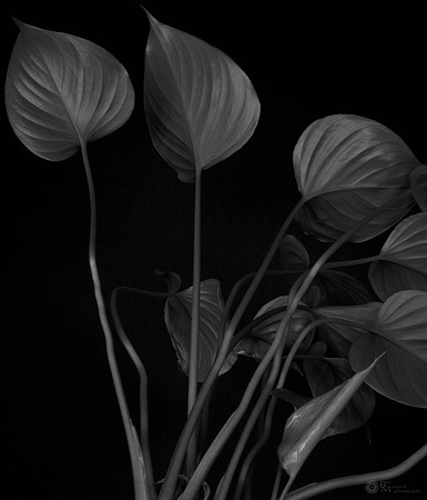 Light-painted Plant in Black and White